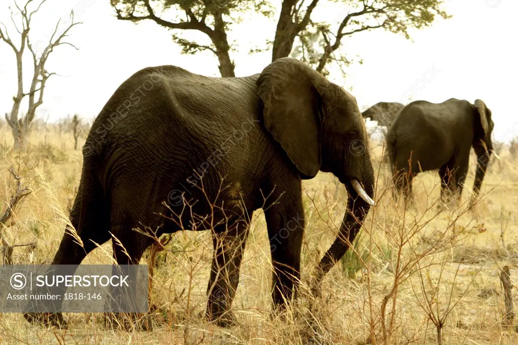 Two African elephants (Loxodonta africana) walking in a forest, Hwange National park, Zimbabwe