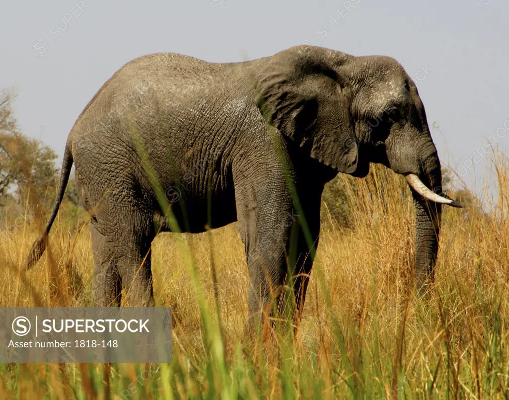 African elephant (Loxodonta africana) standing in the grass, Mudumu National Park, Namibia