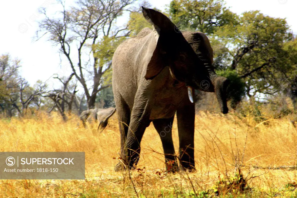 African elephant (Loxodonta africana) standing in a forest, Mudumu National Park, Namibia