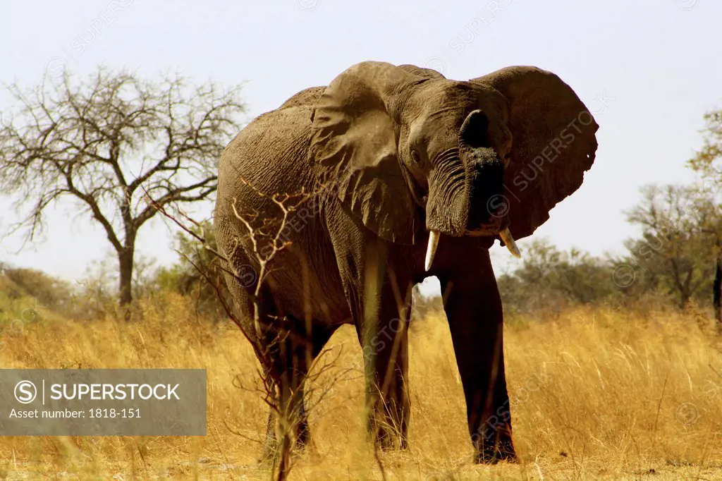 African elephant (Loxodonta africana) standing in a forest, Mudumu National Park, Namibia