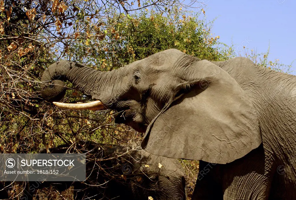 African elephant (Loxodonta africana) feeding on tree branches, Chobe National Park, Botswana