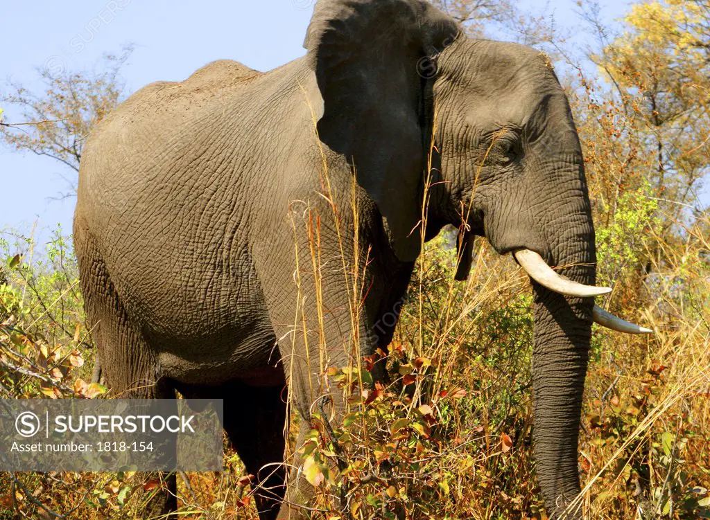 African elephant (Loxodonta africana) in a forest, Mudumu National Park, Namibia