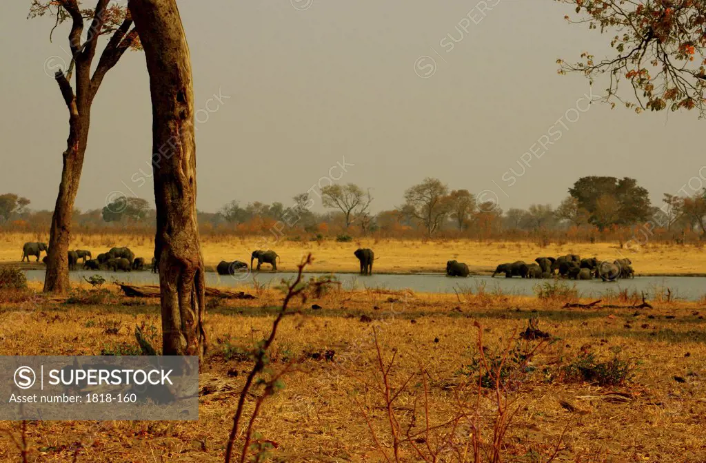 African elephants (Loxodonta africana) at waterhole, Hwange National Park, Zimbabwe