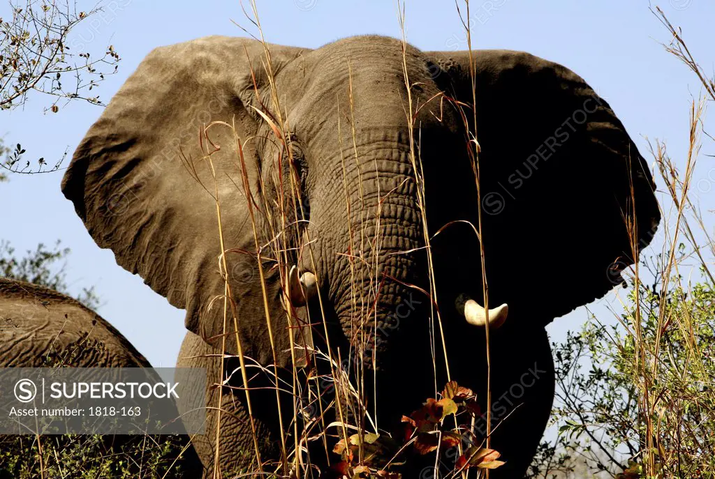 African elephants (Loxodonta africana) in a forest, Mudumu National Park, Namibia