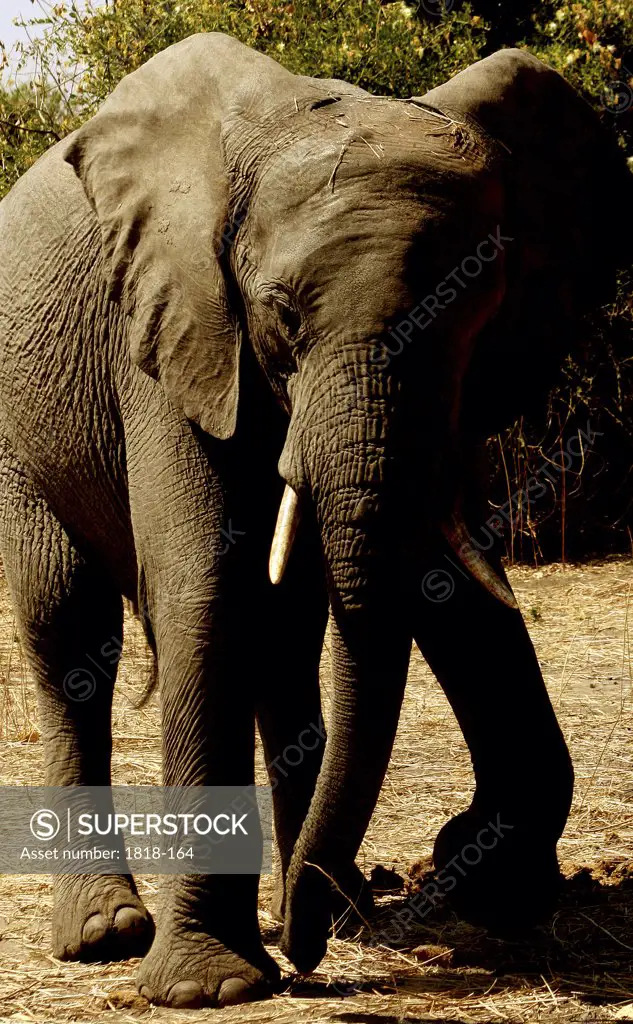 African elephants (Loxodonta africana) in a forest, Chobe National Park, Botswana