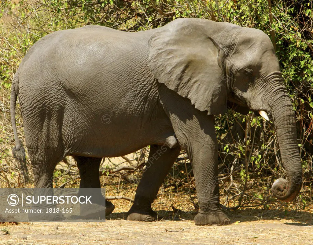 African elephants (Loxodonta africana) in a forest, Chobe National Park, Botswana