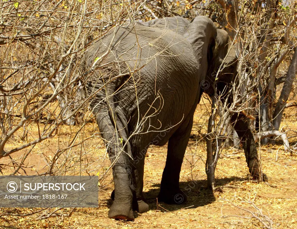 African elephant (Loxodonta africana) in a forest, Chobe National Park, Botswana