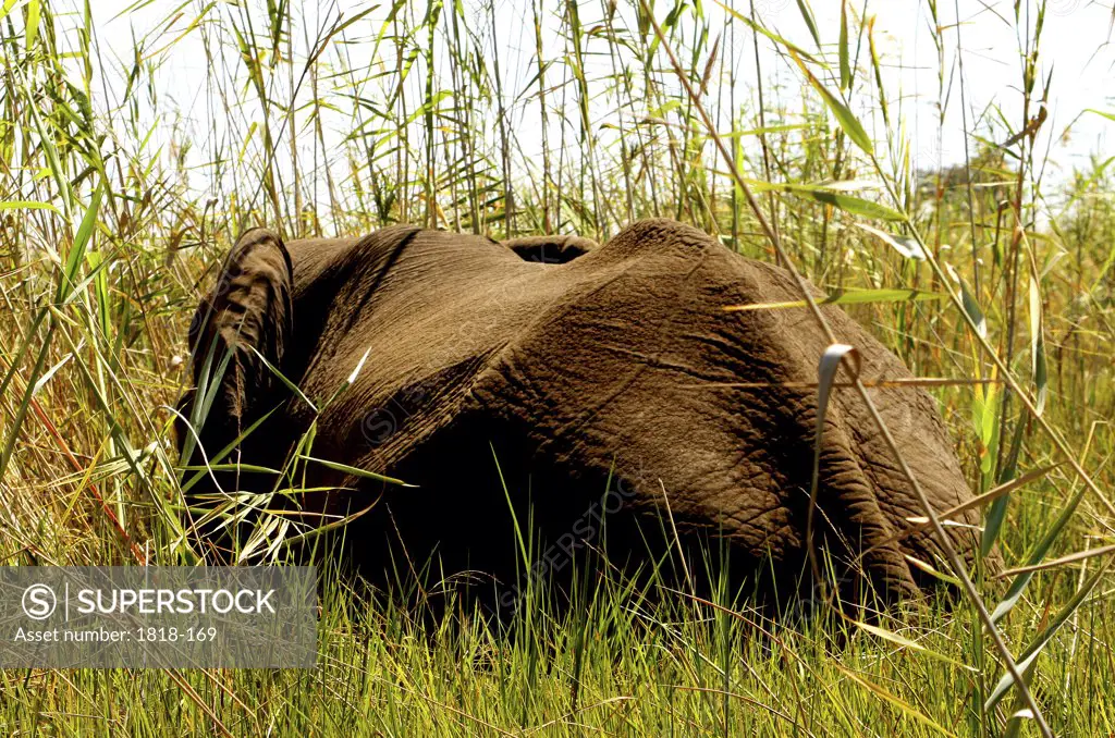 African elephant (Loxodonta africana) bathing in a river, Mudumu National Park, Namibia