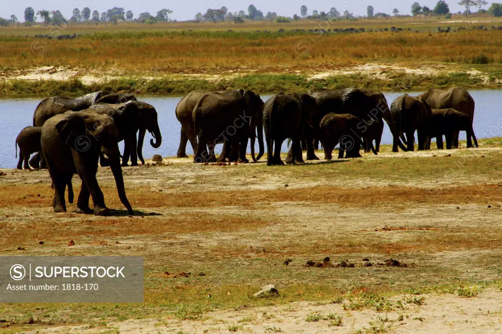 African elephants (Loxodonta africana) at waterhole, Hwange National Park, Zimbabwe