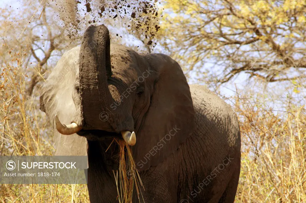 African elephant (Loxodonta africana) taking a dust bath, Chobe National Park, Botswana