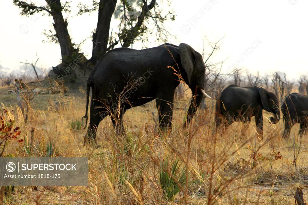 African elephants (Loxodonta africana) walking in a forest with lions (Panthera leo) in the background, Hwange National Park, Zimbabwe