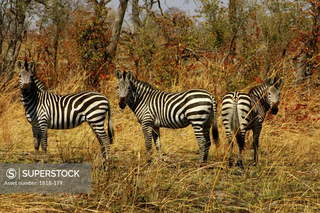 Zebras grazing in a field, Okavango Delta, Botswana