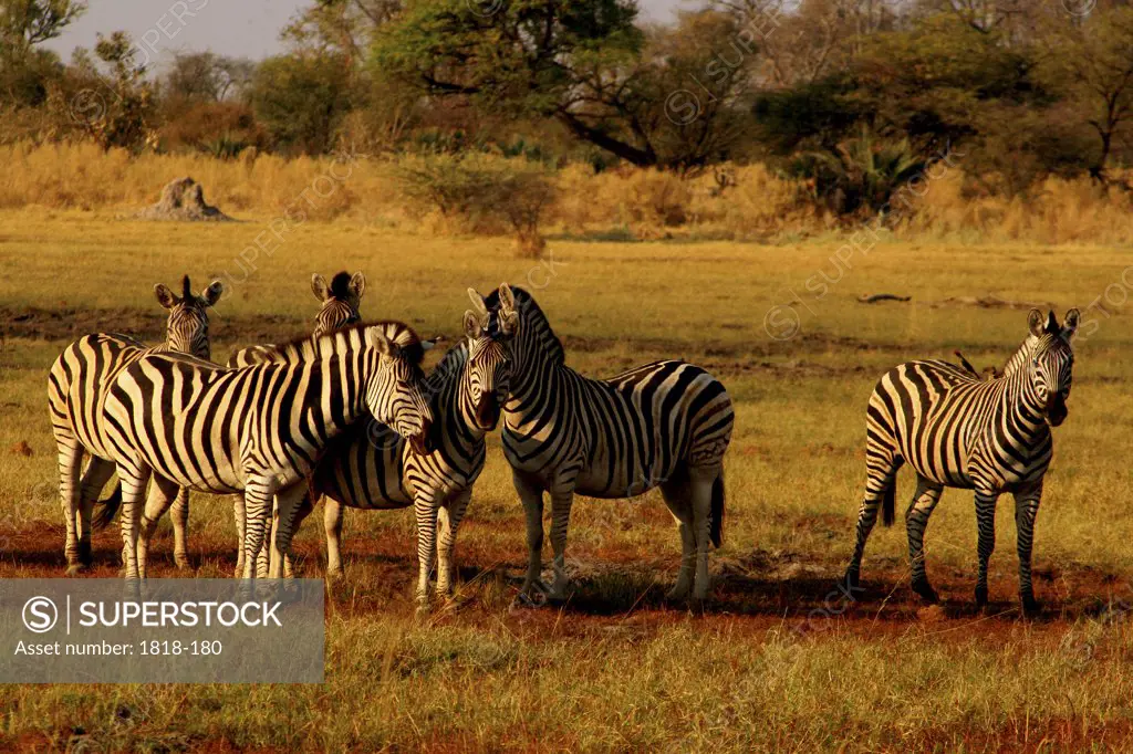 Zebras grazing in a field, Okavango Delta, Botswana