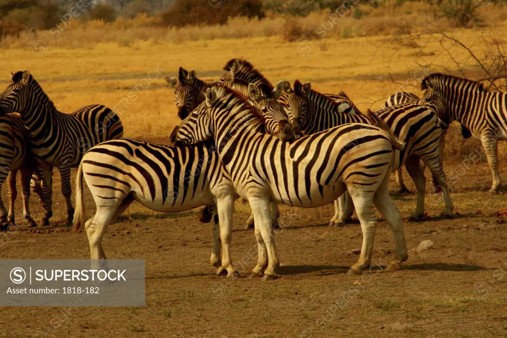 Herd of zebras in a field, Okavango Delta, Botswana