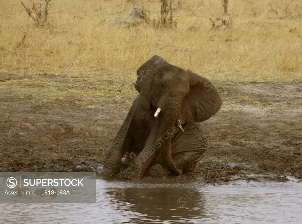 African elephant (Loxodonta africana) taking a mud bath at a waterhole, Hwange National Park, Zimbabwe