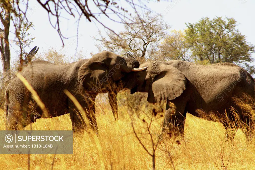 African elephants (Loxodonta africana) playing in a forest, Chobe National Park, Botswana