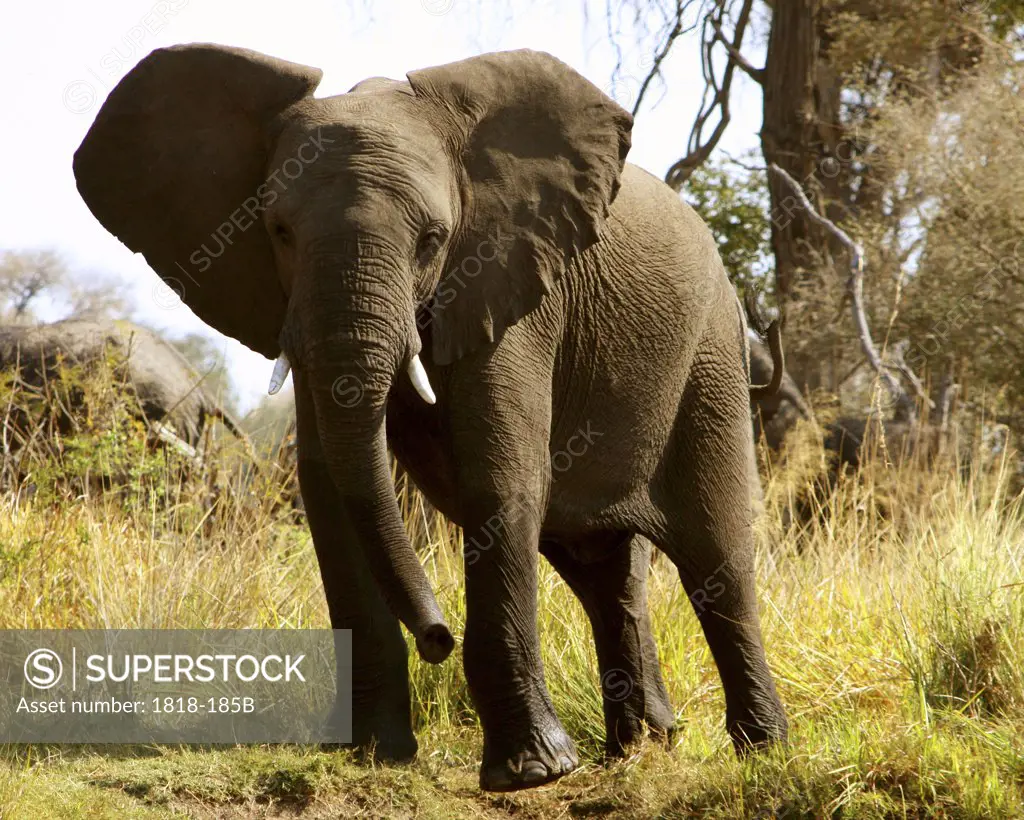 African elephants (Loxodonta africana) in a forest, Mudumu National Park, Namibia