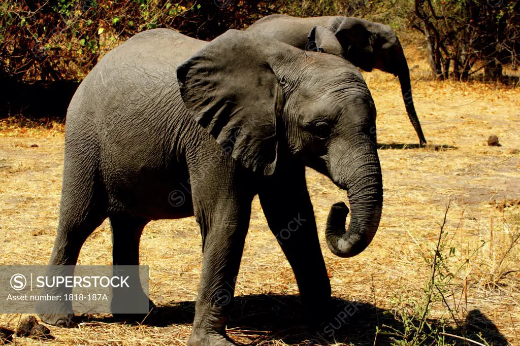 African elephants (Loxodonta africana) in a forest, Chobe National Park, Botswana