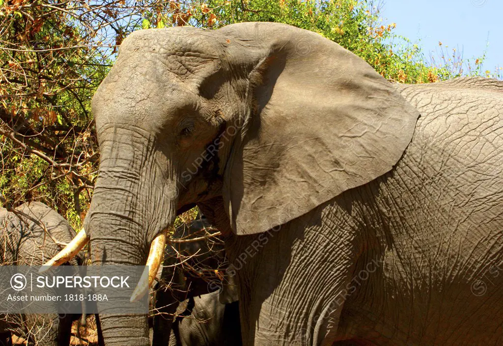 African elephants (Loxodonta africana) grazing in a forest, Chobe National Park, Botswana
