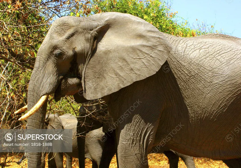 African elephants (Loxodonta africana) grazing in a forest, Chobe National Park, Botswana