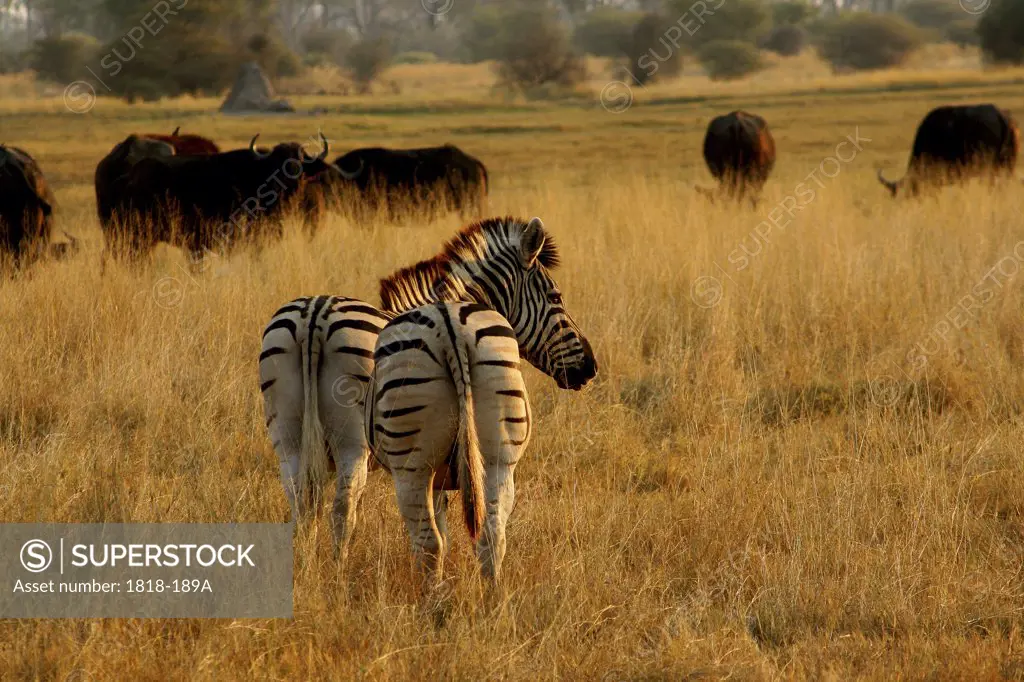 Zebras and buffalos grazing in a field, Okavango Delta, Botswana