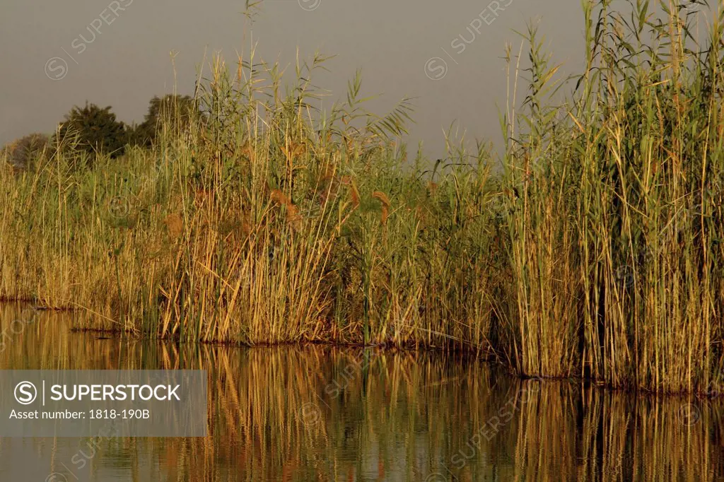 Papyrus plants in a river, Kwando River, Namibia