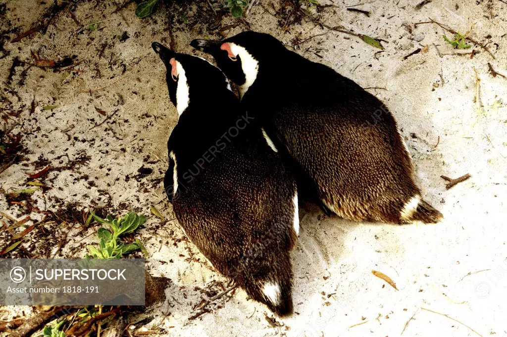 High angle view of a Jackass penguin (Spheniscus demersus) pair, South Africa