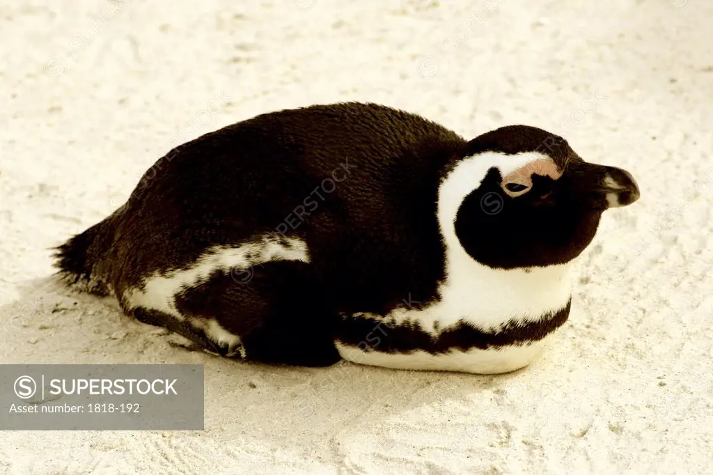 Close-up of a Jackass penguin (Spheniscus demersus), South Africa