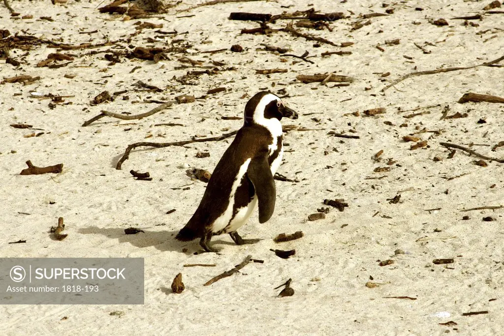 High angle view of a Jackass penguin (Spheniscus demersus)