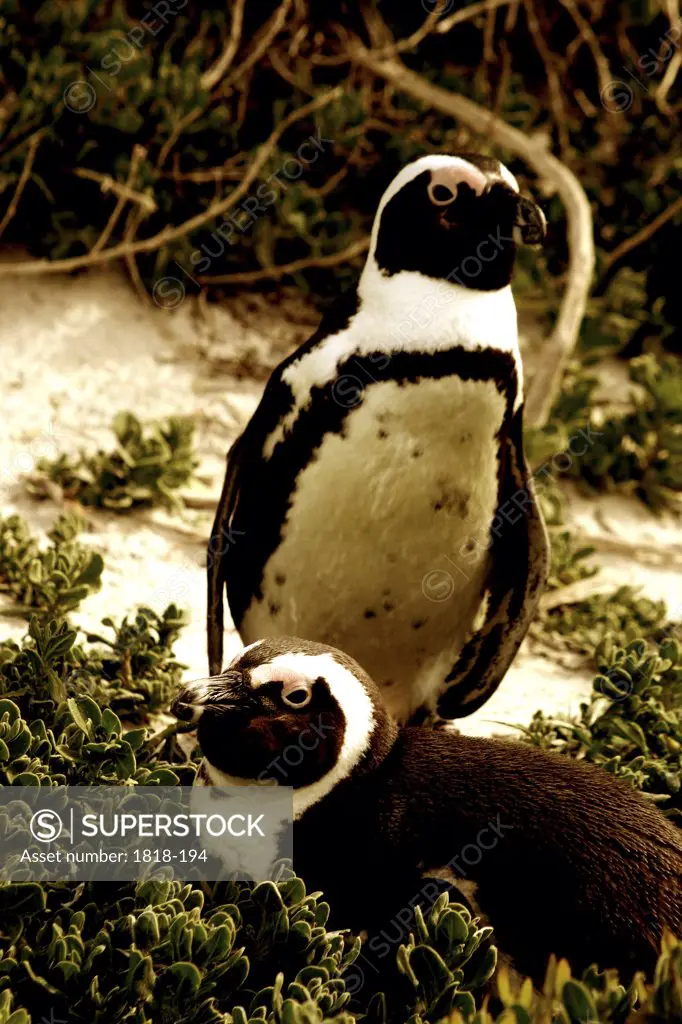 Jackass penguin (Spheniscus demersus) pair in their nest, False Bay, South Africa