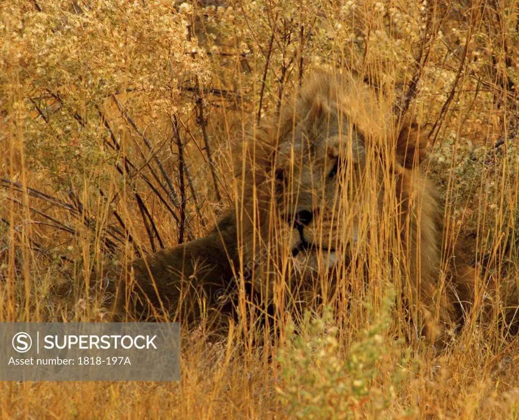 Lion (Panthera leo) resting in the tall grass, Okavango Delta, Botswana