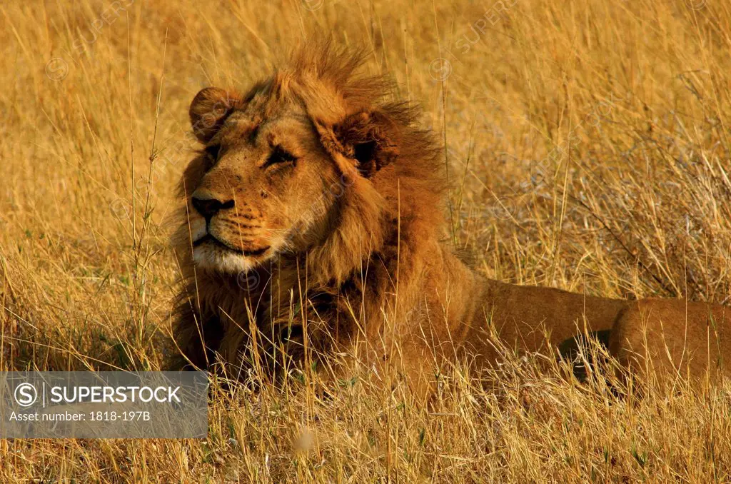 Lion (Panthera leo) resting in a field, Okavango Delta, Botswana