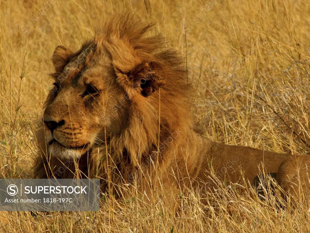 Lion (Panthera leo) resting in a field, Okavango Delta, Botswana