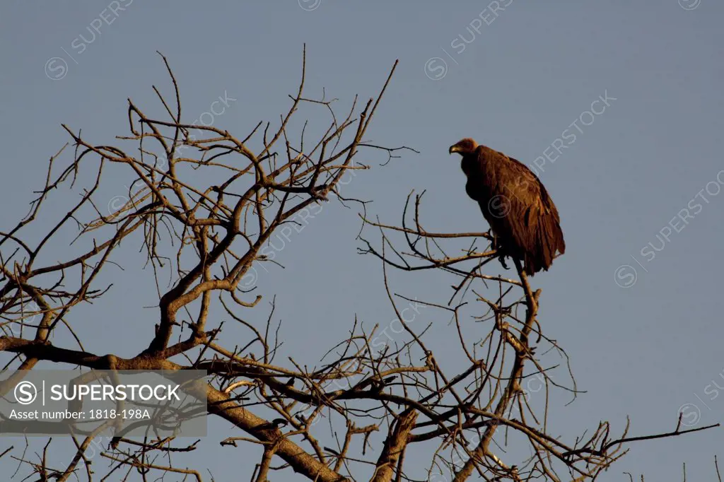 Vulture perching on a tree, Chobe National Park, Botswana
