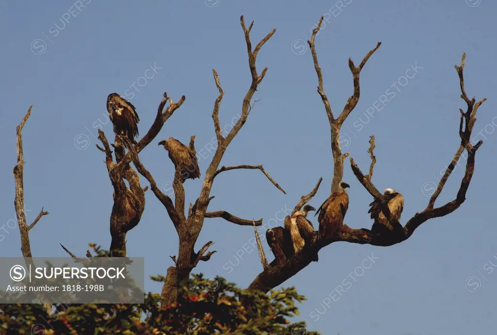 Vultures perching on a tree, Chobe National Park, Botswana