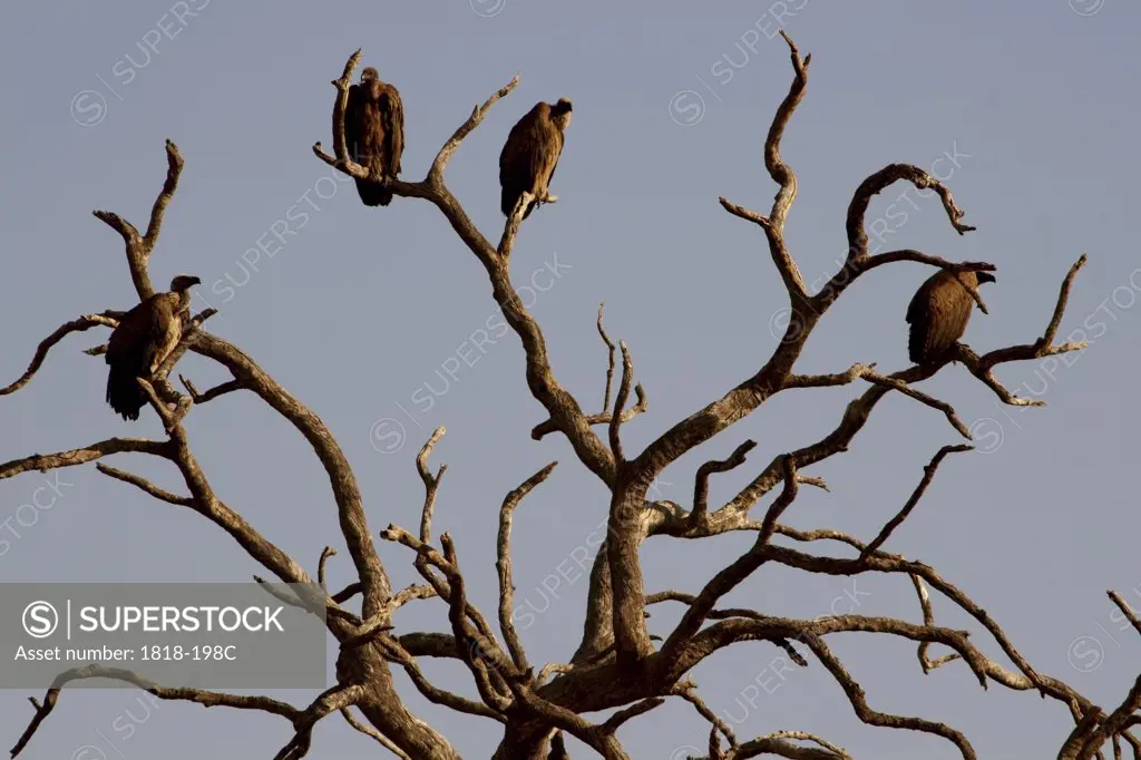 Vultures perching on a tree, Chobe National Park, Botswana