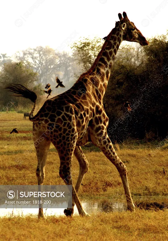 Giraffe (Giraffa camelopardalis) standing in a field, Chobe National Park, Botswana