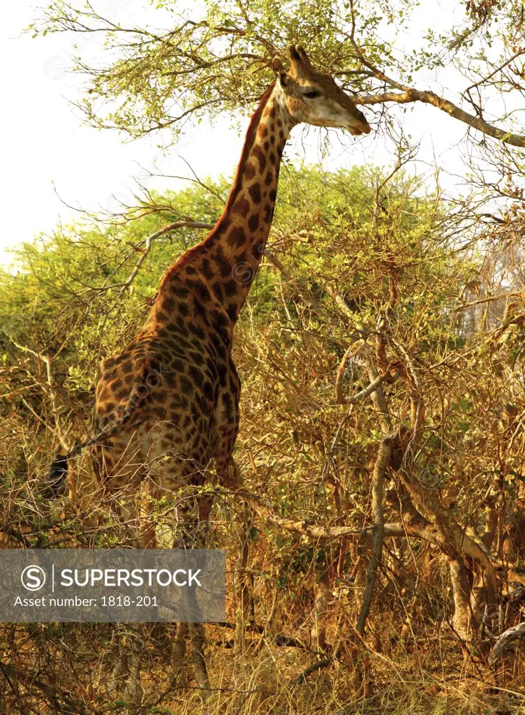 Giraffe (Giraffa camelopardalis) standing in a forest, Hwange National Park, Zimbabwe