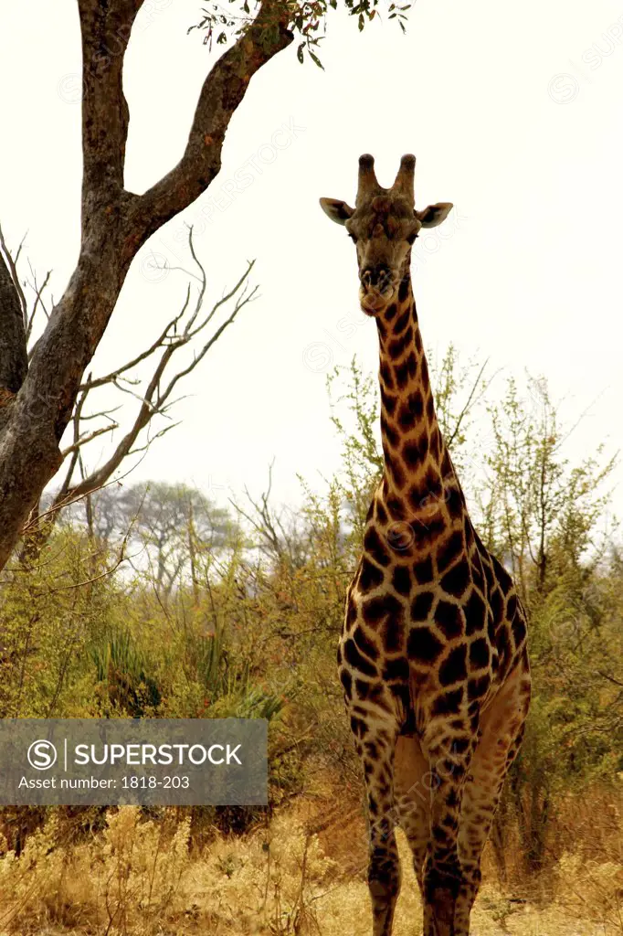 Giraffe (Giraffa camelopardalis) standing in a forest, Hwange National Park, Zimbabwe