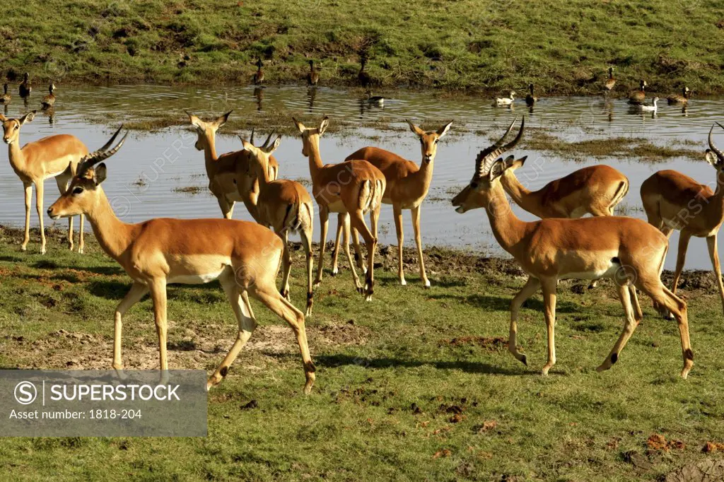 Herd of impalas (Aepyceros melampus) at the riverside, Chobe National Park, Botswana