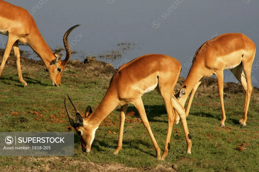 Three impalas (Aepyceros melampus) grazing at riverside, Chobe National Park, Botswana