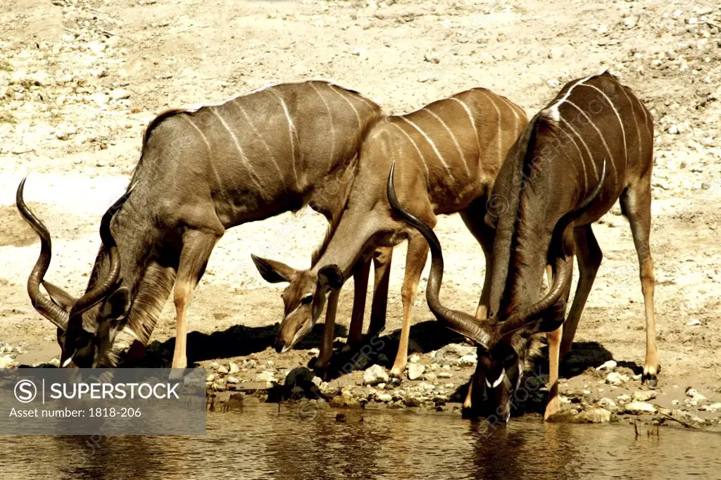 Three kudus drinking water from a river, Botswana