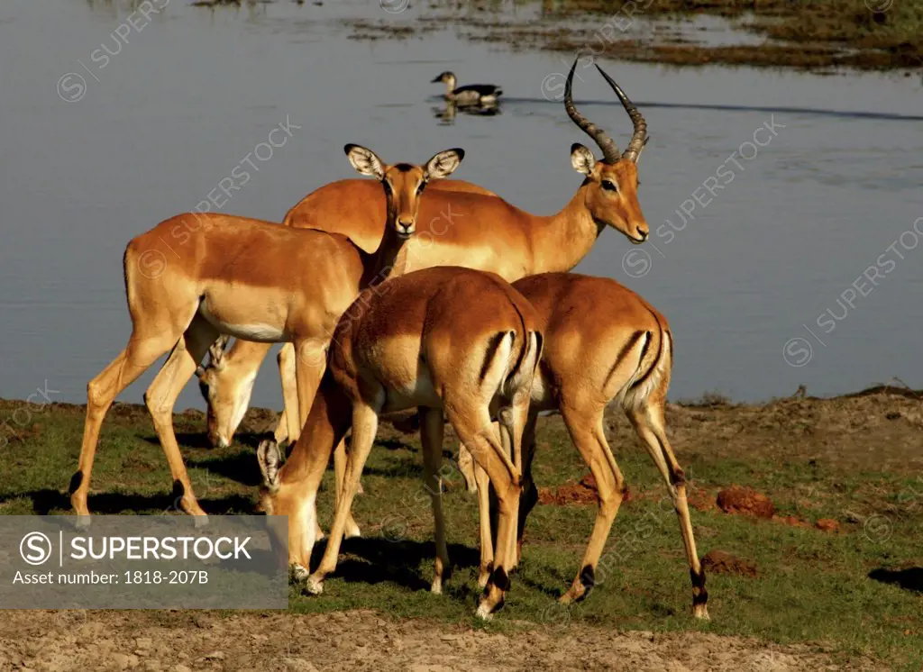 Impalas (Aepyceros melampus) grazing at the riverside, Chobe National Park, Botswana