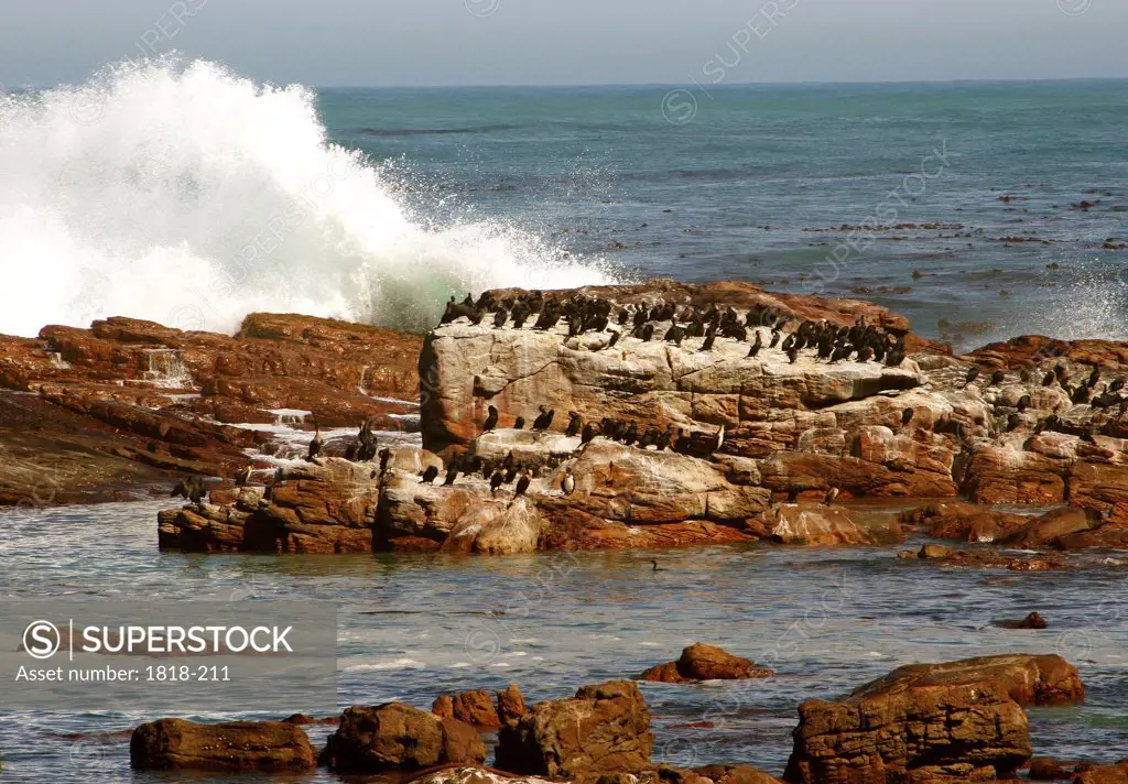 Flock of cormorants (Phalacrocorax carbo) on rocks, Cape of Good Hope, South Africa
