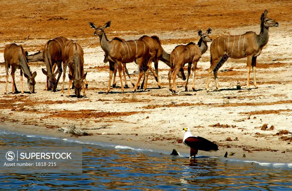 Herd of kudus and an osprey at the riverside, Chobe River, Botswana