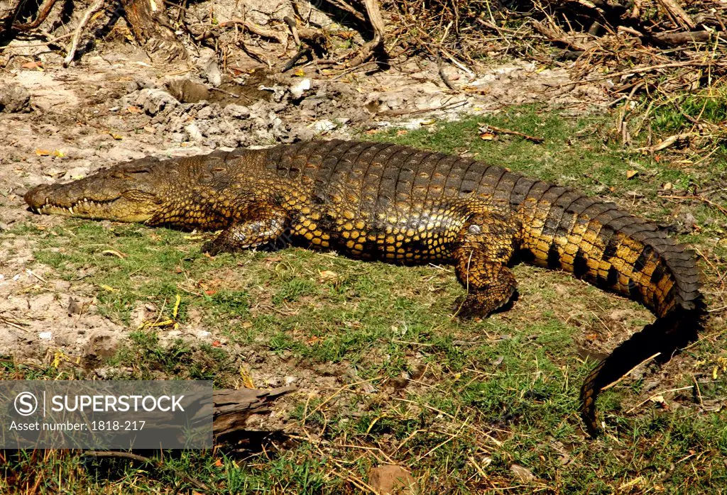 Nile crocodile (Crocodylus niloticus) resting on the riverbank, Okavango Delta, Botswana