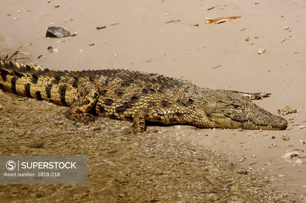 Nile crocodile (Crocodylus niloticus) resting on the riverbank, Okavango Delta, Botswana