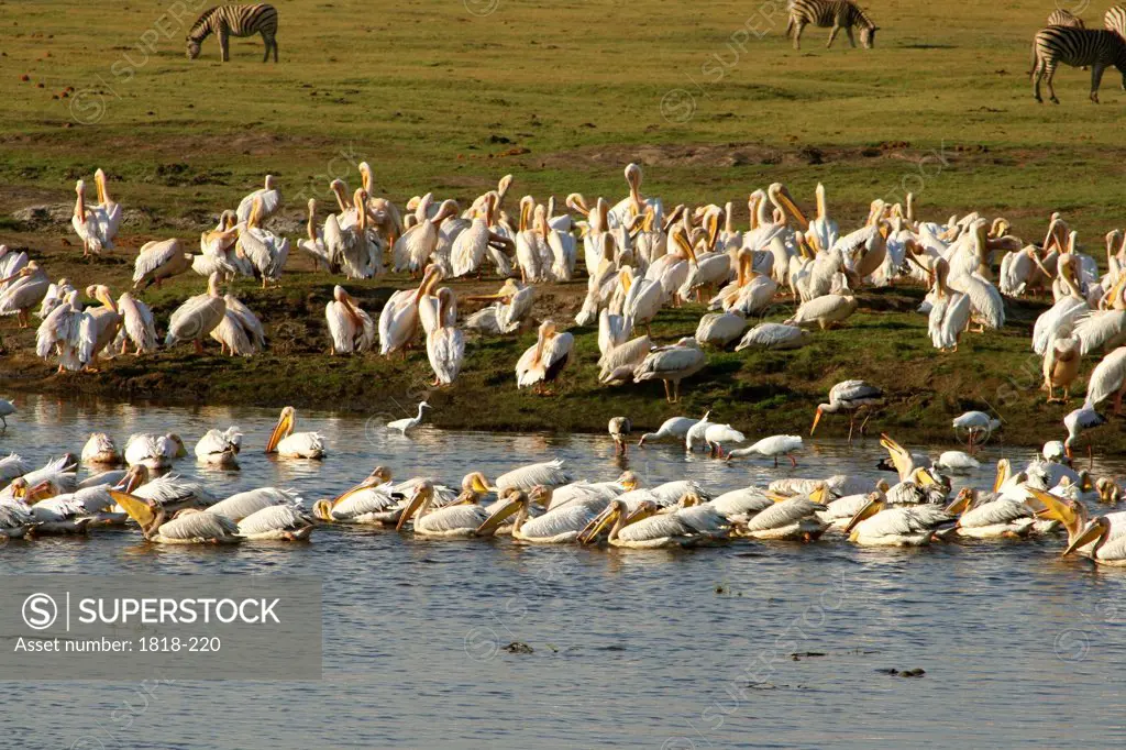Flock of storks and pelicans at the lakeside, Okavango Delta, Botswana