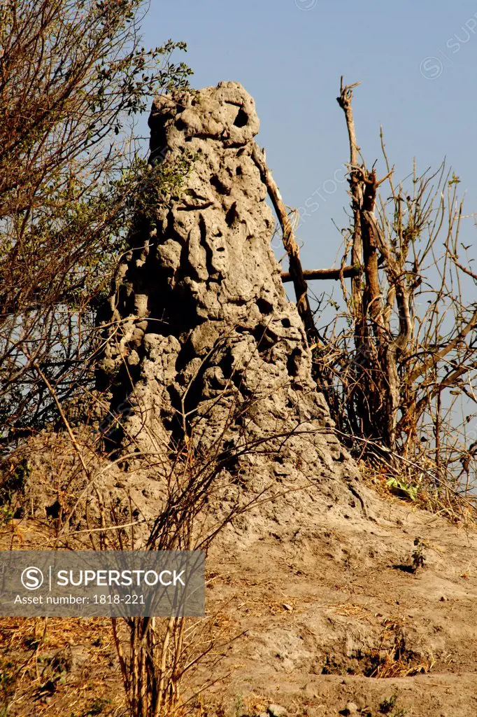 Low angle view of a termite mound, Okavango Delta, Botswana