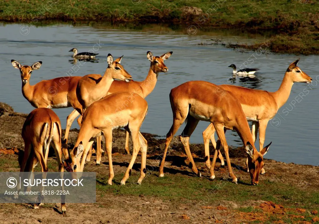Herd of impalas (Aepyceros melampus) at riverside, Chobe National Park, Botswana